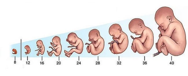 Hình ảnh mô phỏng sự phát triển của bé theo giai đoạn