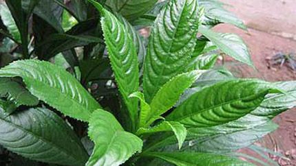 cayxuongxong