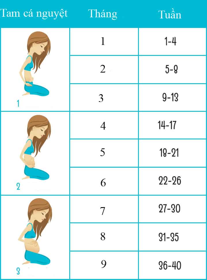 Tương quan giữa tam cá nguyệt, tháng và tuần tuổi thai