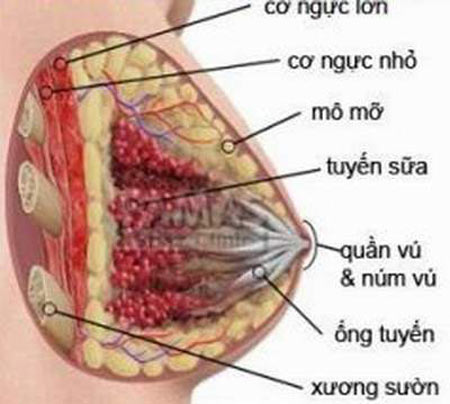 tuyensua