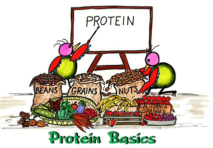 protein