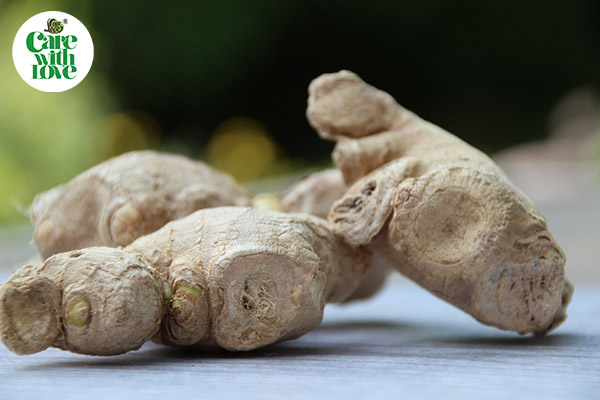 tác dụng của gừng